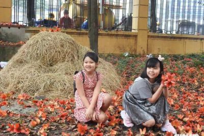 Check-in mùa hoa gạo tháng 3 bên cây gạo già nhất thủ đô